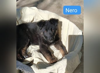 Nero - Schäferhund-Mix