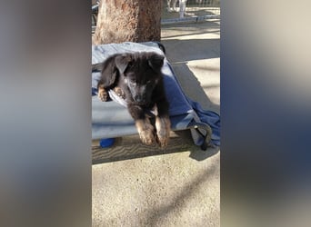 Nero - Schäferhund-Mix