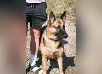 Briska in Sascut