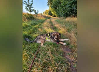 Bob – anhänglich, wachsam und sensibel