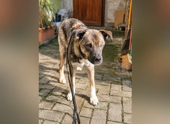 Bob – anhänglich, wachsam und sensibel