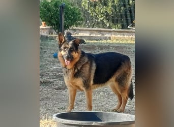 Liebe Schäferhund Mischlingshündin Cher sucht ihre Menschen