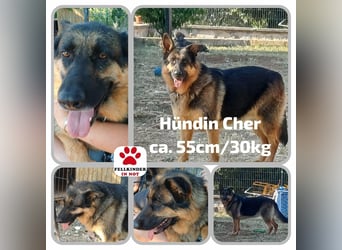 Liebe Schäferhund Mischlingshündin Cher sucht ihre Menschen