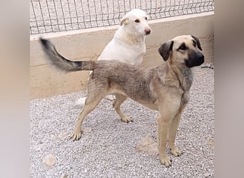 junge Schäferhund Mischlings-Hündin Cloe sucht ein Zuhause