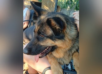 Liebe Schäferhund Mischlingshündin Cher sucht ihre Menschen