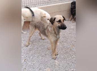 junge Schäferhund Mischlings-Hündin Cloe sucht ein Zuhause