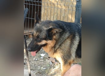 Liebe Schäferhund Mischlingshündin Cher sucht ihre Menschen