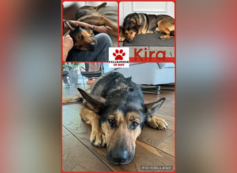 Verschmuste Schäferhund Mischlingshündin Kira sucht ihre Menschen