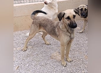 junge Schäferhund Mischlings-Hündin Cloe sucht ein Zuhause