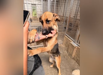 Schäferhund Mischling Kina sucht ihre Familie