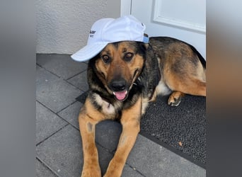 Liebevolle Schäferhündin Kira sucht ihre Menschen