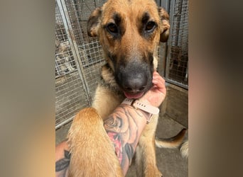 Schäferhund Mischling Kina sucht ihre Familie