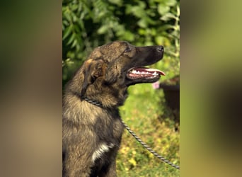 liebe Schäferhund Mischlings-Hündin Morena sucht ein Zuhause