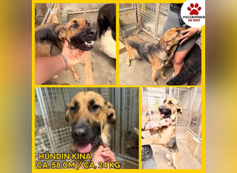 Schäferhund Mischling Kina sucht ihre Familie
