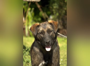 liebe Schäferhund Mischlings-Hündin Morena sucht ein Zuhause
