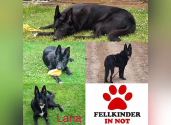 Dringend neues zuhause für Lana gesucht