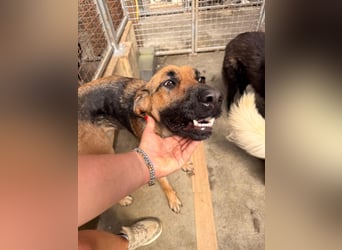 Schäferhund Mischling Kina sucht ihre Familie