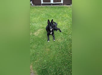 Dringend neues zuhause für Lana gesucht