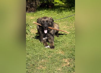 liebe Schäferhund Mischlings-Hündin Morena sucht ein Zuhause