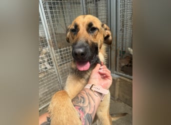 Schäferhund Mischling Kina sucht ihre Familie