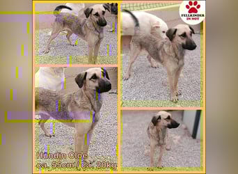 junge Schäferhund Mischlings-Hündin Cloe sucht ein Zuhause