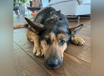 Verschmuste Schäferhund Mischlingshündin Kira sucht ihre Menschen