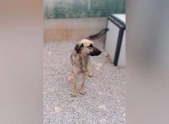 junge Schäferhund Mischlings-Hündin Cloe sucht ein Zuhause