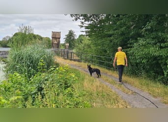 Dringend neues zuhause für Lana gesucht