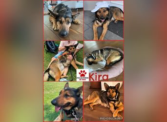 Liebevolle Schäferhündin Kira sucht ihre Menschen