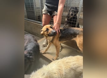 Schäferhund Mischling Kina sucht ihre Familie