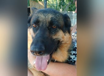 Liebe Schäferhund Mischlingshündin Cher sucht ihre Menschen