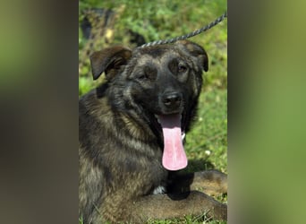 liebe Schäferhund Mischlings-Hündin Morena sucht ein Zuhause