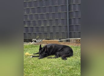 Dringend neues zuhause für Lana gesucht