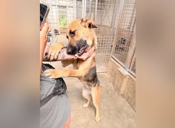 Schäferhund Mischling Kina sucht ihre Familie