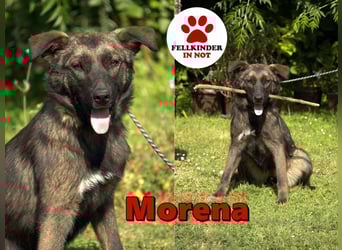 liebe Schäferhund Mischlings-Hündin Morena sucht ein Zuhause