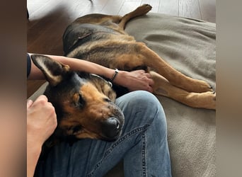 Verschmuste Schäferhund Mischlingshündin Kira sucht ihre Menschen