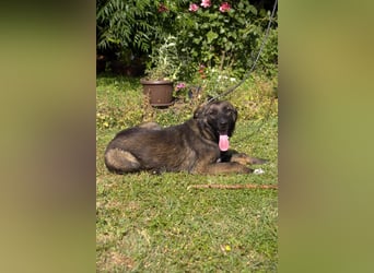 liebe Schäferhund Mischlings-Hündin Morena sucht ein Zuhause