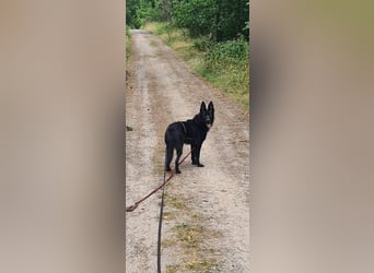 Dringend neues zuhause für Lana gesucht