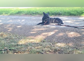 Dringend neues zuhause für Lana gesucht