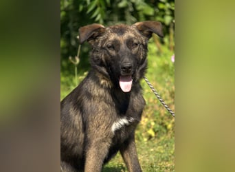 liebe Schäferhund Mischlings-Hündin Morena sucht ein Zuhause