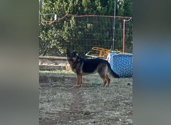 Liebe Schäferhund Mischlingshündin Cher sucht ihre Menschen