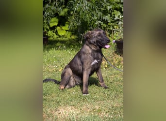 liebe Schäferhund Mischlings-Hündin Morena sucht ein Zuhause