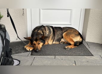 Verschmuste Schäferhund Mischlingshündin Kira sucht ihre Menschen
