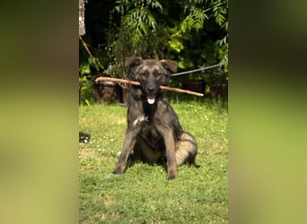 liebe Schäferhund Mischlings-Hündin Morena sucht ein Zuhause