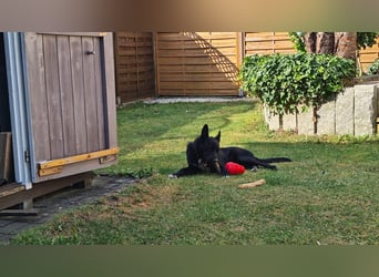 Dringend neues zuhause für Lana gesucht