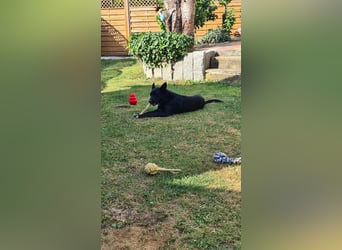 Dringend neues zuhause für Lana gesucht