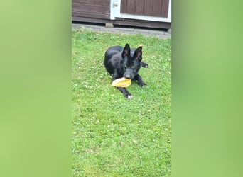 Dringend neues zuhause für Lana gesucht