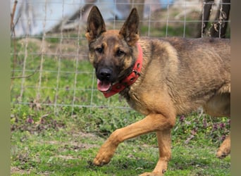 Ajax-Bezaubernde Schäfermix-Dame sucht ihre Familie!