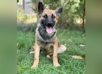 Manci -Junge Hündin sucht aktive Menschen und ganz viel Abenteuer!