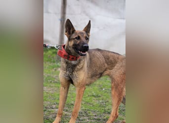 Ajax-Bezaubernde Schäfermix-Dame sucht ihre Familie!